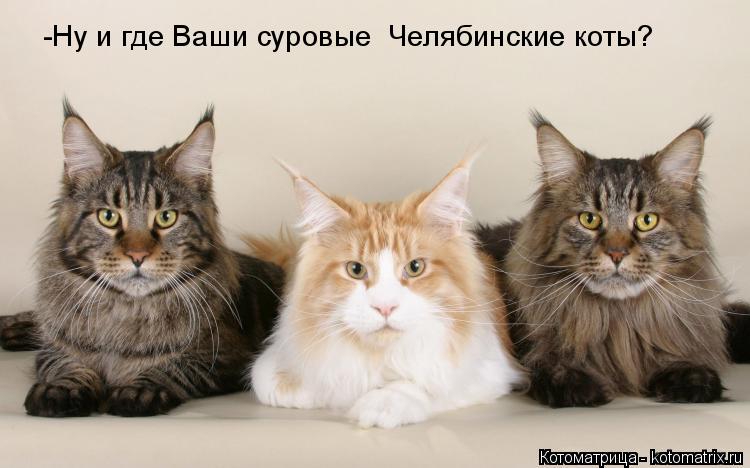 Котоматрица: -Ну и где Ваши суровые  Челябинские коты?