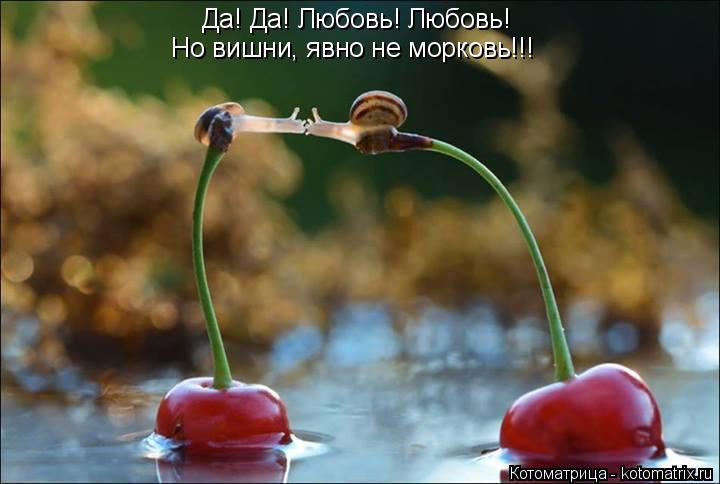Котоматрица: Да! Да! Любовь! Любовь! Но вишни, явно не морковь!!!