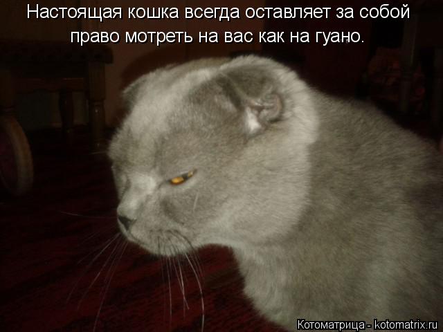 Настоящая кошка всегда оставляет за собой право мотреть на вас как на гуано.... Котоматрица: Настоящая кошка всегда оставляет за собой право мотреть на вас как на гуано.