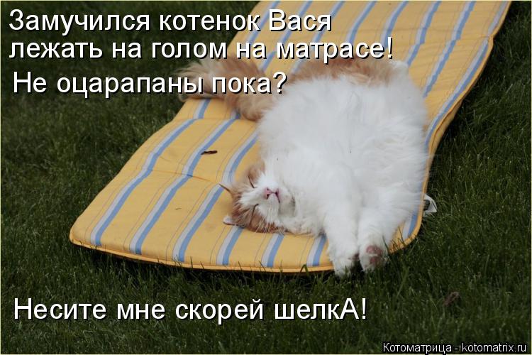 Замучился котенок Вася лежать на голом на матрасе! Не оцарапаны пока? Несите мне скорей шелкА!... Котоматрица: Замучился котенок Вася лежать на голом на матрасе! Не оцарапаны пока? Несите мне скорей шелкА!