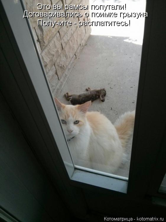 Договаривались о поимке грызуна Это вы рамсы попутали! Получите - расплатитесь!... Котоматрица: Договаривались о поимке грызуна Это вы рамсы попутали! Получите - расплатитесь!