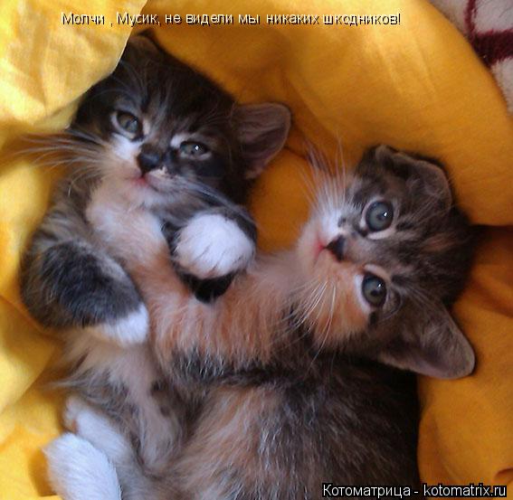 Молчи , Мусик, не видели мы никаких шкодников!... Котоматрица: Молчи , Мусик, не видели мы никаких шкодников!