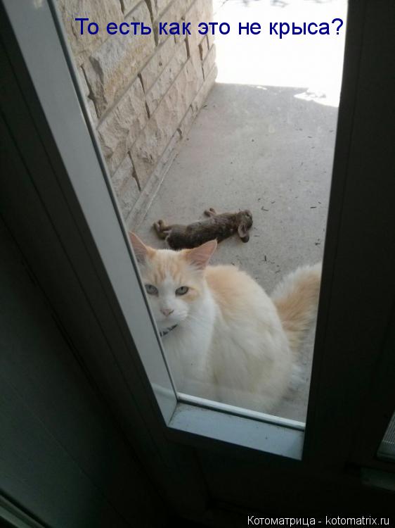 То есть как это не крыса?... Котоматрица: То есть как это не крыса?
