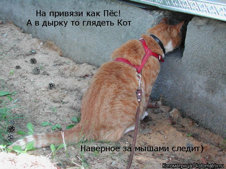 Котоматрица: На привязи как Пёс! А в дырку то глядеть Кот Наверное за мышами следит)