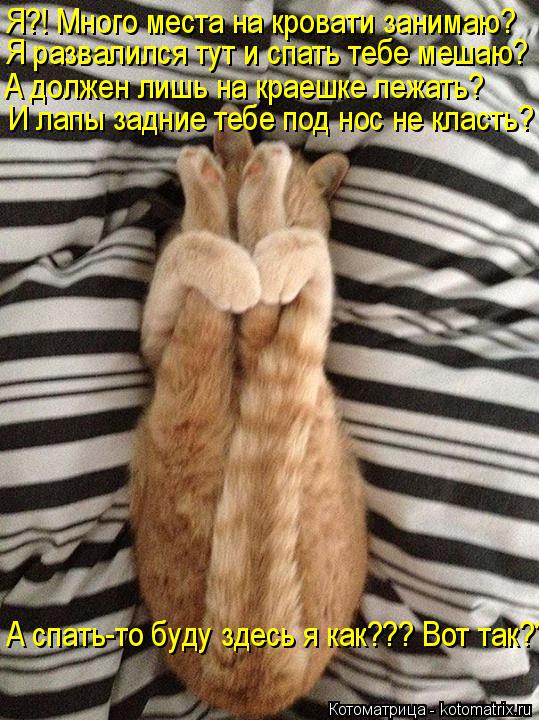 Котоматрица: Я?! Много места на кровати занимаю? Я развалился тут и спать тебе мешаю? А должен лишь на краешке лежать? И лапы задние тебе под нос не класть? 