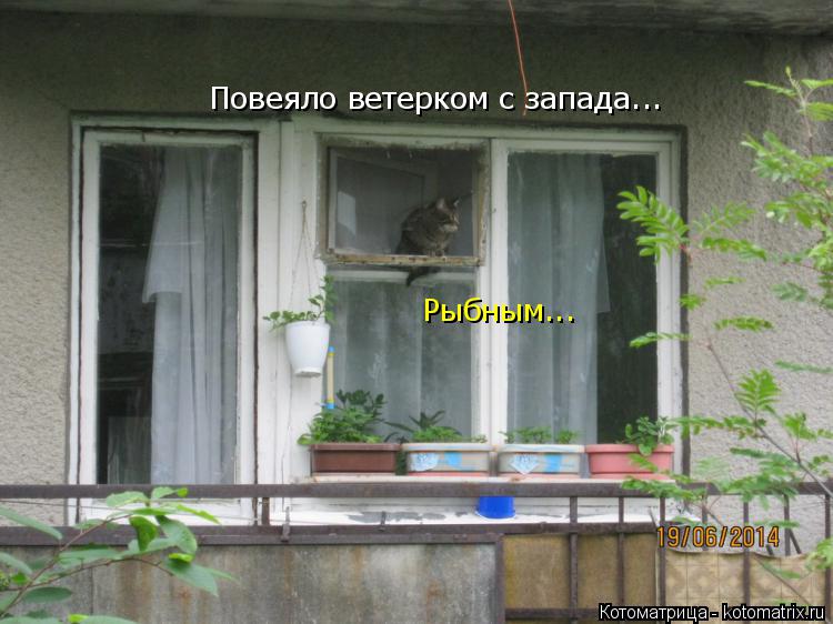 Котоматрица: Повеяло ветерком с запада... Рыбным...