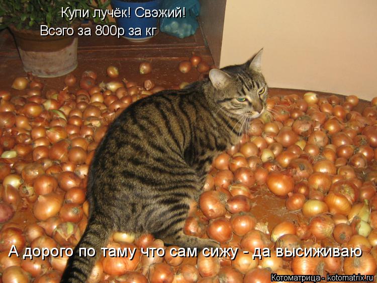 Котоматрица: Купи лучёк! Свэжий!  Всэго за 800р за кг А дорого по таму что сам сижу - да высиживаю
