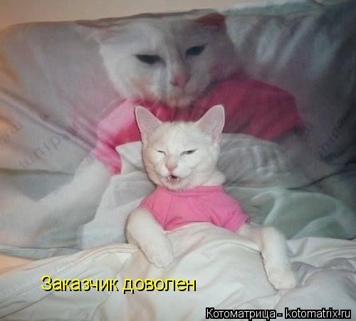 Котоматрица: Заказчик доволен