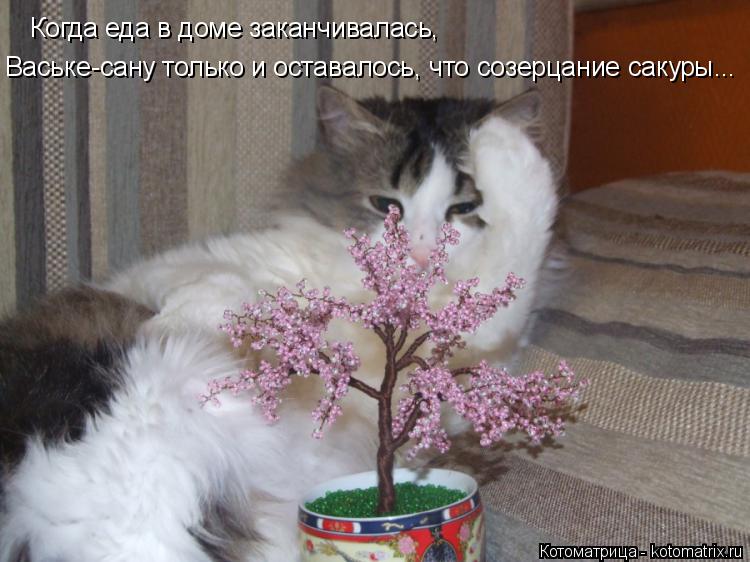 Когда еда в доме заканчивалась, Ваське-сану только и оставалось, что созерцание сакуры...... Котоматрица: Когда еда в доме заканчивалась, Ваське-сану только и оставалось, что созерцание сакуры...