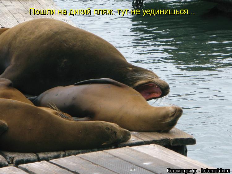 Пошли на дикий пляж. тут не уединишься...... Котоматрица: Пошли на дикий пляж. тут не уединишься...