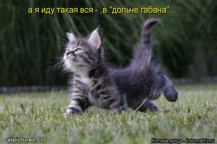 Котоматрица: а я иду такая вся - ,в "дольче габана"...