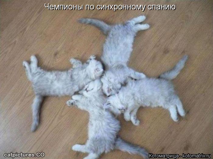Котоматрица: Чемпионы по синхронному спанию