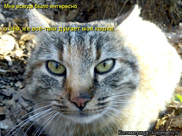 Мне всегда было интересно о чём же всё-таки думает моя кошка.... Котоматрица: Мне всегда было интересно о чём же всё-таки думает моя кошка.