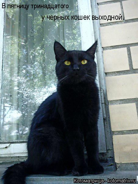 В пятницу тринадцатого у черных кошек выходной.... Котоматрица: В пятницу тринадцатого у черных кошек выходной.