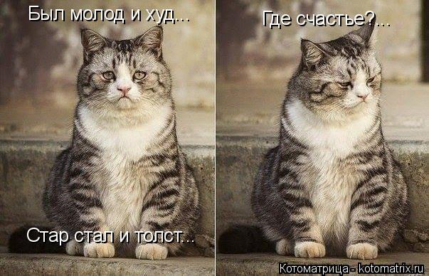 Котоматрица: Был молод и худ... Стар стал и толст... Где счастье?...