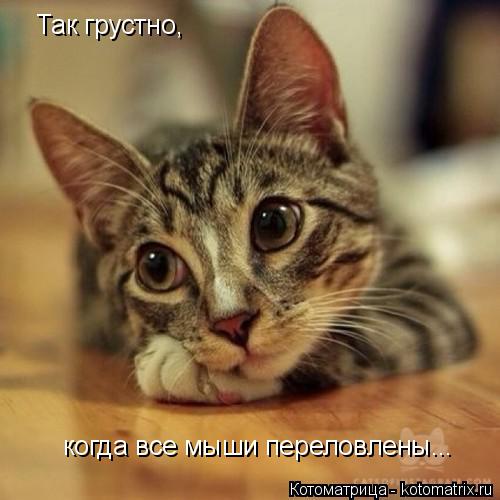 Так грустно, когда все мыши переловлены...... Котоматрица: Так грустно, когда все мыши переловлены...