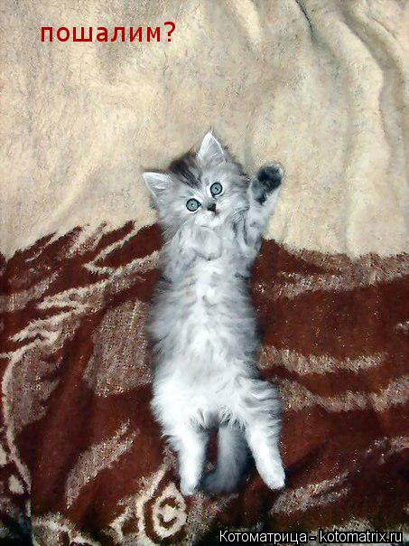 Котоматрица: пошалим?