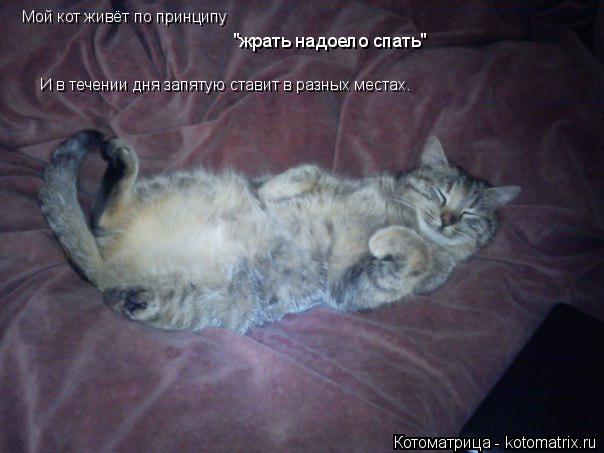 Котоматрица: Мой кот живёт по принципу "жрать надоело спать" И в течении дня запятую ставит в разных местах.