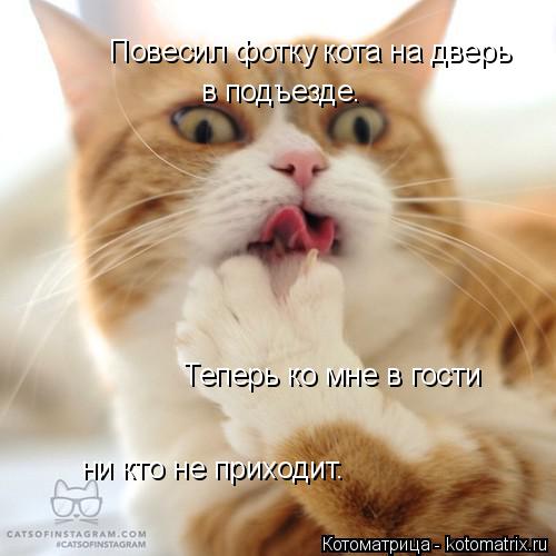 Повесил фотку кота на дверь в подъезде. Теперь ко мне в гости ни кто не приходит.... Котоматрица: Повесил фотку кота на дверь в подъезде. Теперь ко мне в гости ни кто не приходит.