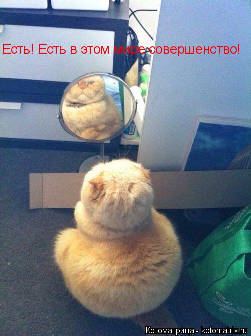 Есть! Есть в этом мире совершенство!... Котоматрица: Есть! Есть в этом мире совершенство!