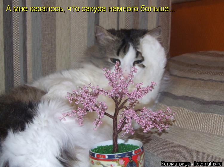 А мне казалось, что сакура намного больше...... Котоматрица: А мне казалось, что сакура намного больше...