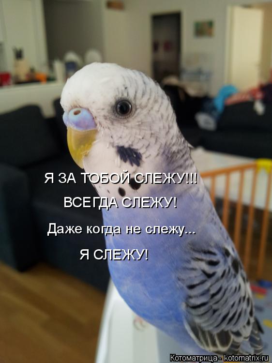 Котоматрица: Я ЗА ТОБОЙ СЛЕЖУ!!! ВСЕГДА СЛЕЖУ! даже когда не слижу... Я СЛИЖУ! Я ЗА ТОБОЙ СЛЕЖУ!!! ВСЕГДА СЛЕЖУ! Даже когда не слежу... Я СЛЕЖУ!
