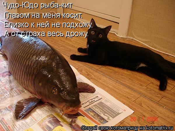 Чудо-Юдо рыба-кит Глазом на меня косит. Близко к ней не подхожу, А от страха весь дрожу.... Котоматрица: Чудо-Юдо рыба-кит Глазом на меня косит. Близко к ней не подхожу, А от страха весь дрожу.