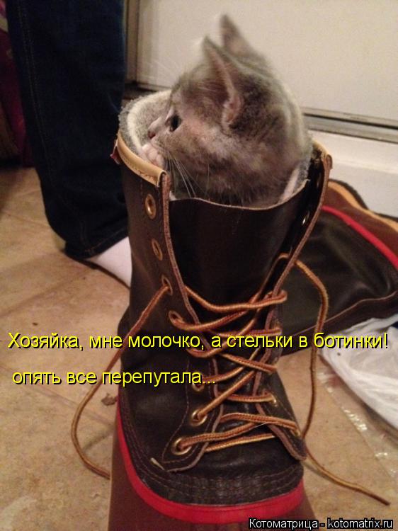 Хозяйка, мне молочко, а стельки в ботинки! Хозяйка, мне молочко, а стельки в ботинки! опять все пер... Котоматрица: Хозяйка, мне молочко, а стельки в ботинки! Хозяйка, мне молочко, а стельки в ботинки! опять все перепутала...