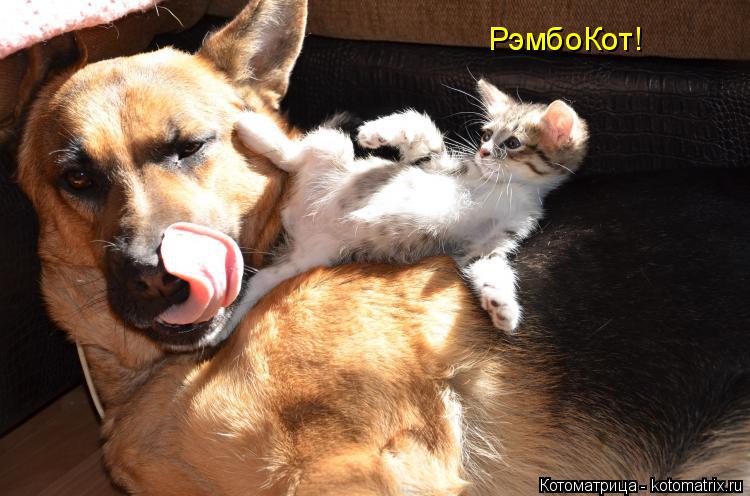 Котоматрица: РэмбоКот!