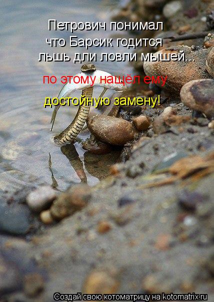 Петрович понимал что Барсик годится льшь дли ловли мышей... по этому нащёл ему достойную замену!... Котоматрица: Петрович понимал что Барсик годится льшь дли ловли мышей... по этому нащёл ему достойную замену!