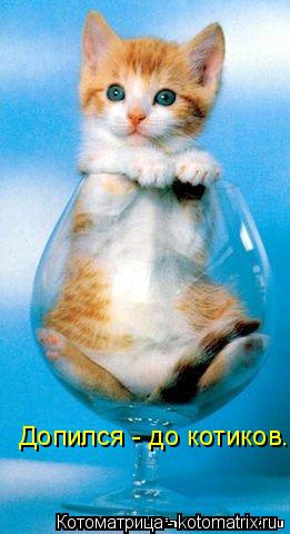 Допился - до котиков.... Котоматрица: Допился - до котиков.