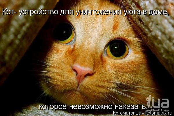 Кот- устройство для уничтожения уюта в доме, которое невозможно наказать.... Котоматрица: Кот- устройство для уничтожения уюта в доме, которое невозможно наказать.