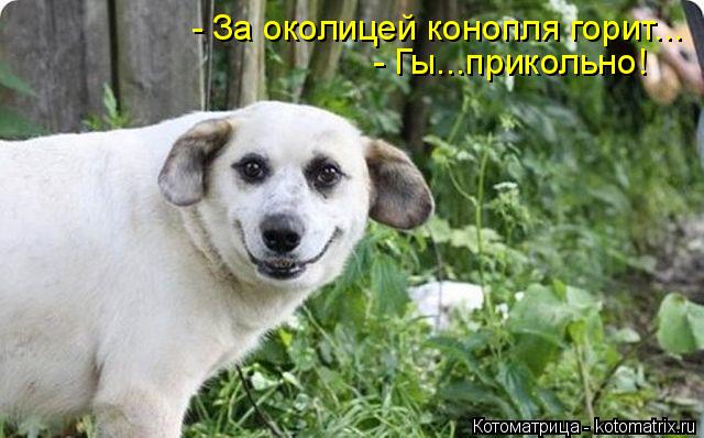 Котоматрица: - Гы...прикольно! - За околицей конопля горит...