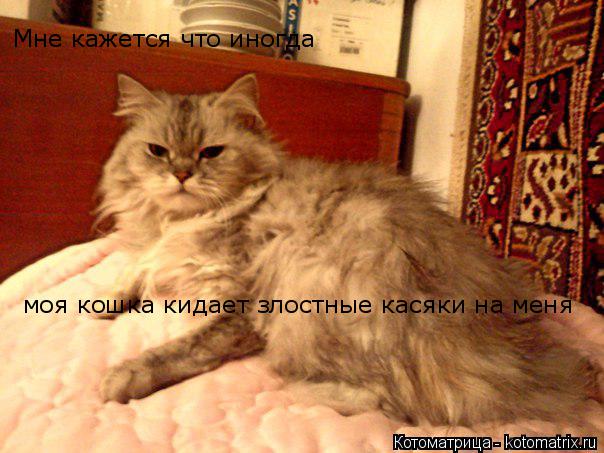 Мне кажется что иногда моя кошка кидает злостные касяки на меня... Котоматрица: Мне кажется что иногда моя кошка кидает злостные касяки на меня