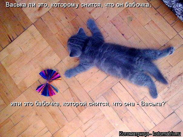 Котоматрица: Васька ли это, которому снится, что он бабочка, или это бабочка, которой снится, что она - Васька?
