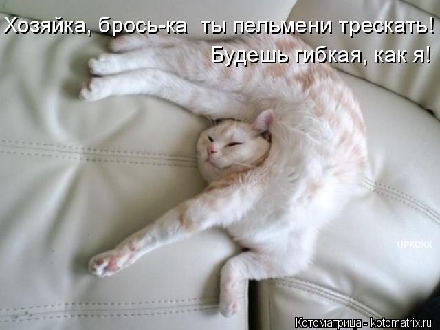 Котоматрица: Хозяйка, брось-ка  ты пельмени трескать! Будешь гибкая, как я!
