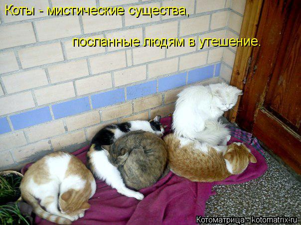 Коты - мистические существа, посланные людям в утешение.... Котоматрица: Коты - мистические существа, посланные людям в утешение.