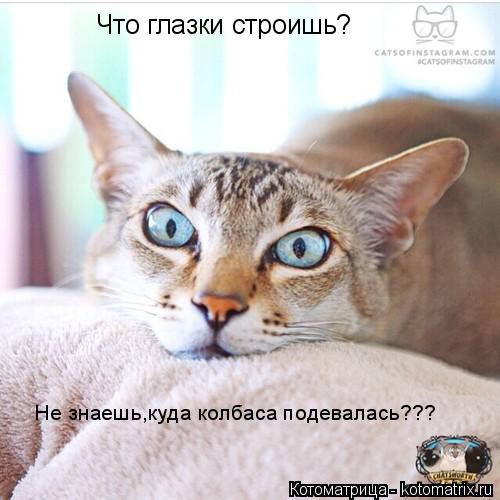 Что глазки строишь? Не знаешь,куда колбаса подевалась???... Котоматрица: Что глазки строишь? Не знаешь,куда колбаса подевалась???