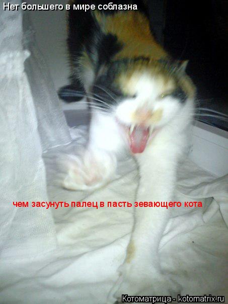 Нет большего в мире соблазна чем засунуть палец в пасть зевающего кота... Котоматрица: Нет большего в мире соблазна чем засунуть палец в пасть зевающего кота