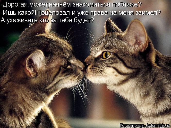 Котоматрица: -Дорогая,может,начнём знакомиться поближе? -Ишь какой!Поцеловал-и уже права на меня заимел? А ухаживать кто за тебя будет?