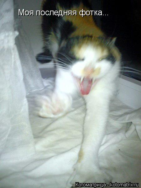 Моя последняя фотка...... Котоматрица: Моя последняя фотка...