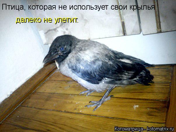 Котоматрица: Птица, которая не использует свои крылья  далеко не улетит.