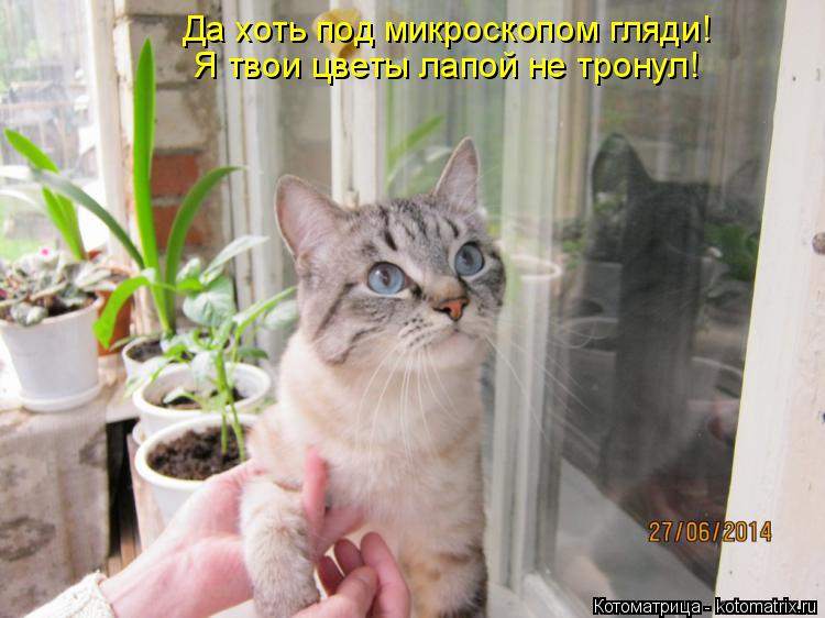 Котоматрица: Да хоть под микроскопом гляди! Я твои цветы лапой не тронул!
