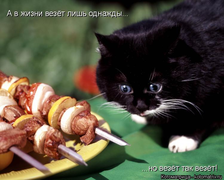 А в жизни везёт лишь однажды... ...но везёт так везёт!... Котоматрица: А в жизни везёт лишь однажды... ...но везёт так везёт!