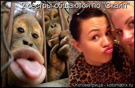 Котоматрица: 2 сестры общаются по "Скайп"