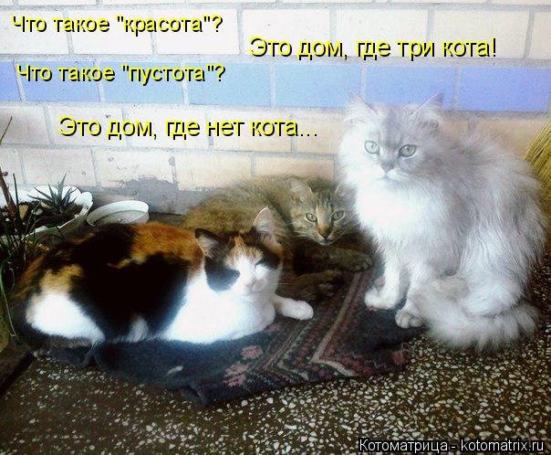 Котоматрица: Что такое "красота"? Это дом, где три кота! Что такое "пустота"? Это дом, где нет кота...