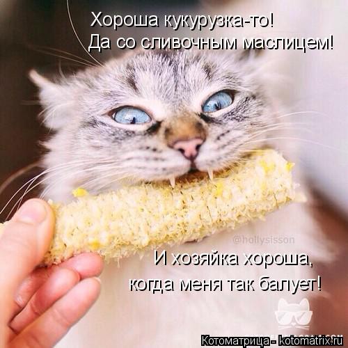 Хороша кукурузка-то! Да со сливочным маслицем! И хозяйка хороша, когда меня так балует!... Котоматрица: Хороша кукурузка-то! Да со сливочным маслицем! И хозяйка хороша, когда меня так балует!