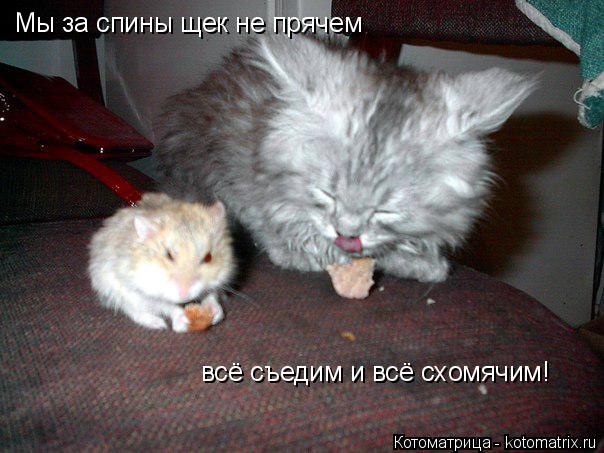 Котоматрица: Мы за спины щек не прячем всё съедим и всё схомячим!
