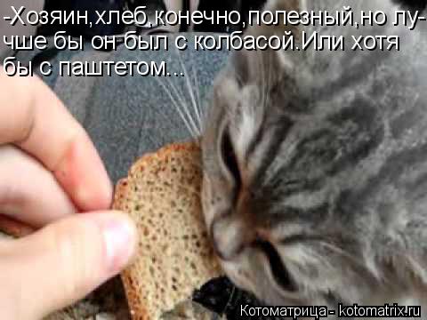 Котоматрица: -Хозяин,хлеб,конечно,полезный,но лу- чше бы он был с колбасой.Или хотя бы с паштетом...