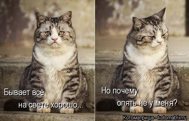 Котоматрица: Бывает всё  на свете хорошо... Но почему  опять не у меня?
